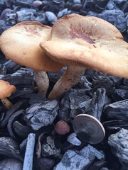 Basidiomycota