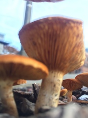 Basidiomycota