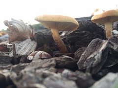 Basidiomycota