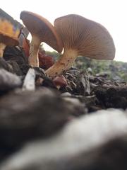 Basidiomycota