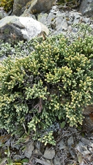 Helichrysum intermedium