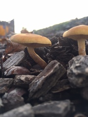 Basidiomycota