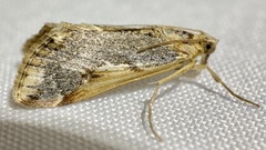 Loxostege albiceralis