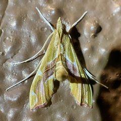 Agathodes monstralis