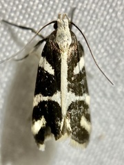 Epilechia catalinella