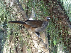 Ortalis squamata