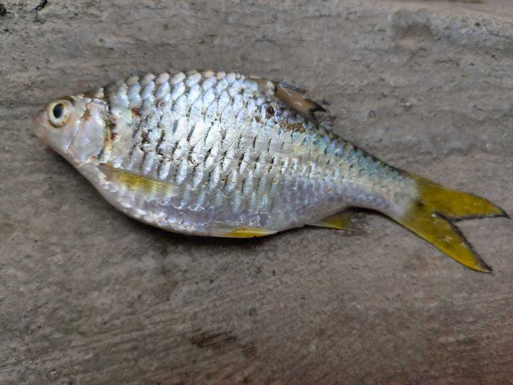 Mystacoleucus muelleri