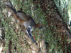 Ortalis squamata