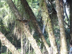 Ortalis squamata