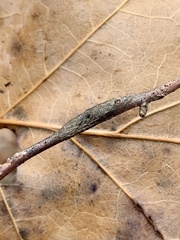 Neolasioptera linderae