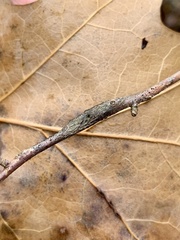 Neolasioptera linderae