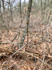 Neolasioptera linderae