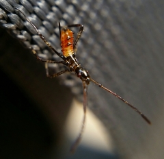 Leptoglossus occidentalis