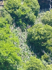 Acanthus mollis