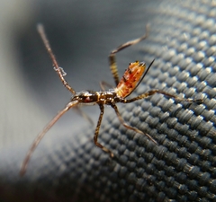 Leptoglossus occidentalis