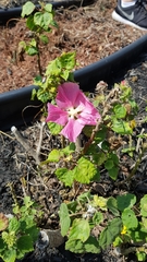Pavonia lasiopetala