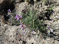 Astragalus palenae