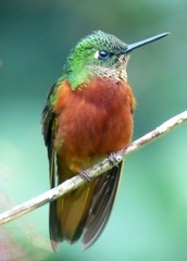 Chestnut-Breasted Coronet photo 5