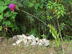 Epidendrum secundum