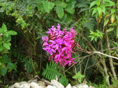 Epidendrum secundum