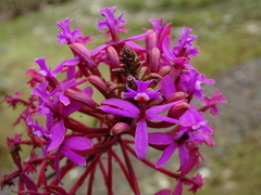 Epidendrum secundum