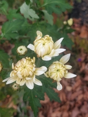 Chrysanthemum