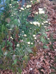 Chrysanthemum