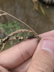 Epicoccum andropogonis