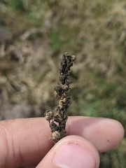 Epicoccum andropogonis