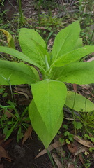 Calomeria amaranthoides