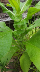 Calomeria amaranthoides