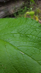 Calomeria amaranthoides
