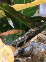 Anolis lyra