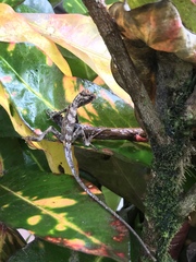 Anolis lyra