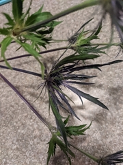 Eryngium hookeri