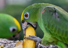 Amazona ochrocephala