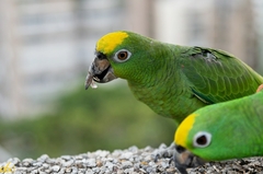 Amazona ochrocephala