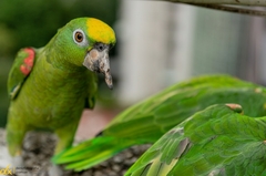 Amazona ochrocephala