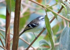 Mecocerculus stictopterus