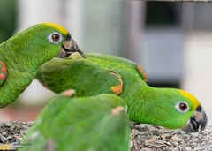 Amazona ochrocephala