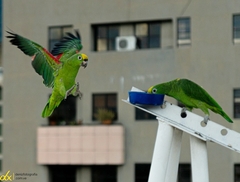 Amazona ochrocephala