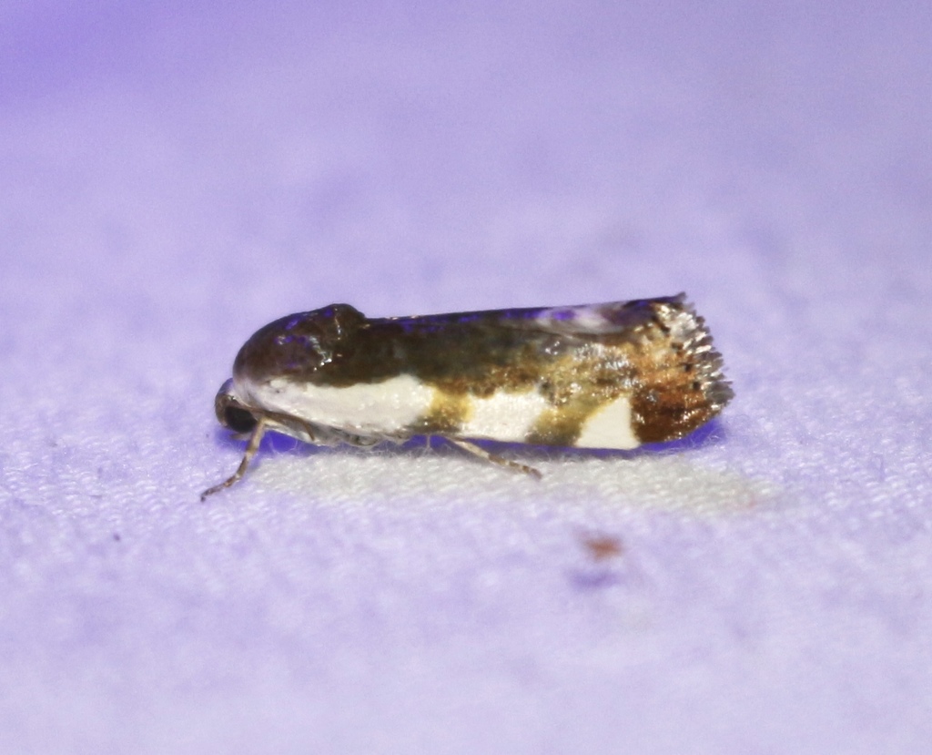 Tarache lanceolata
