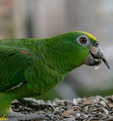 Amazona ochrocephala