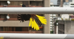 Psarocolius decumanus