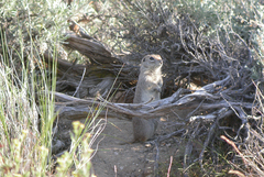 Urocitellus townsendii