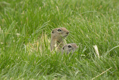 Urocitellus townsendii
