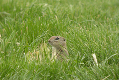 Urocitellus townsendii