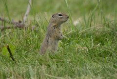 Urocitellus townsendii