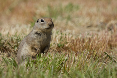 Urocitellus townsendii