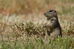 Urocitellus townsendii